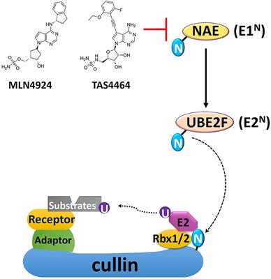 Targeting Cullin-RING E3 Ligases for Radiosensitization: From NEDDylation Inhibition to PROTACs